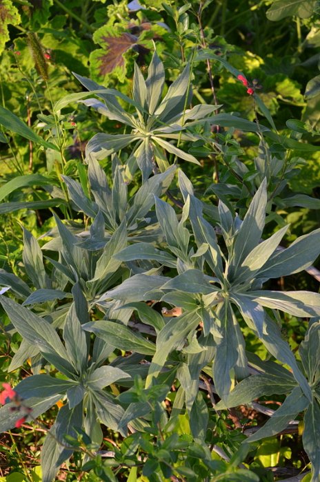 Echium fastuosum
